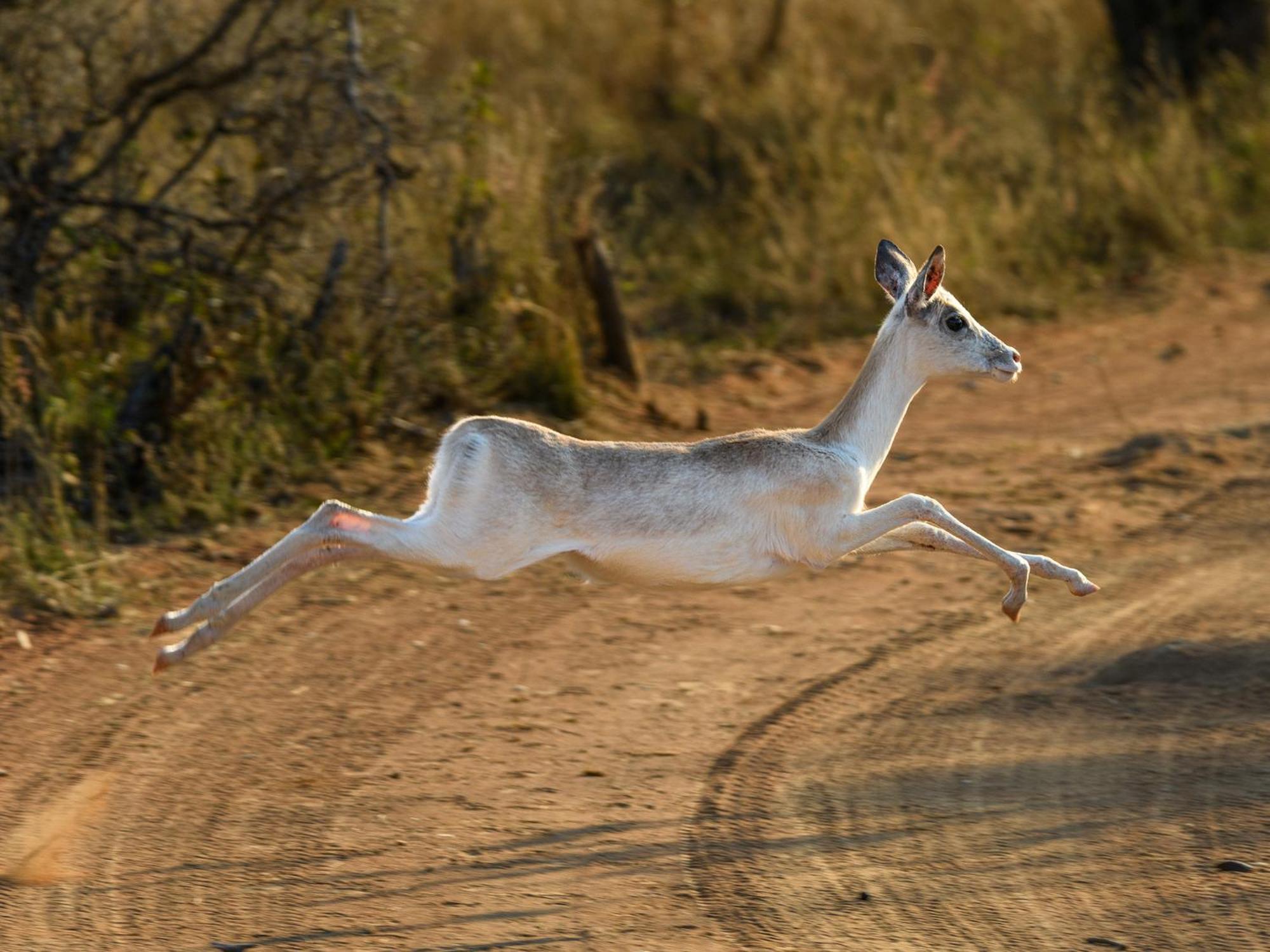 Waterberg Game Park Villa Mokopane Eksteriør billede
