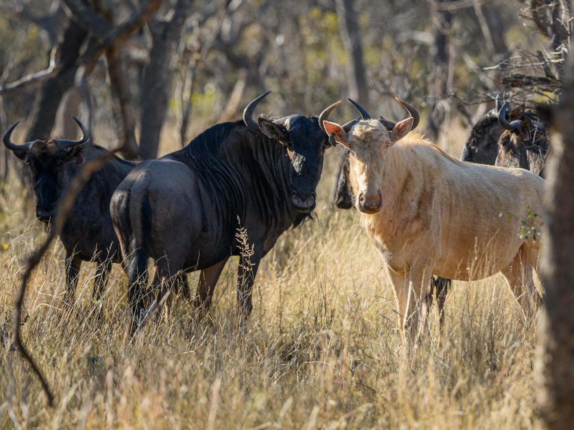 Waterberg Game Park Villa Mokopane Eksteriør billede