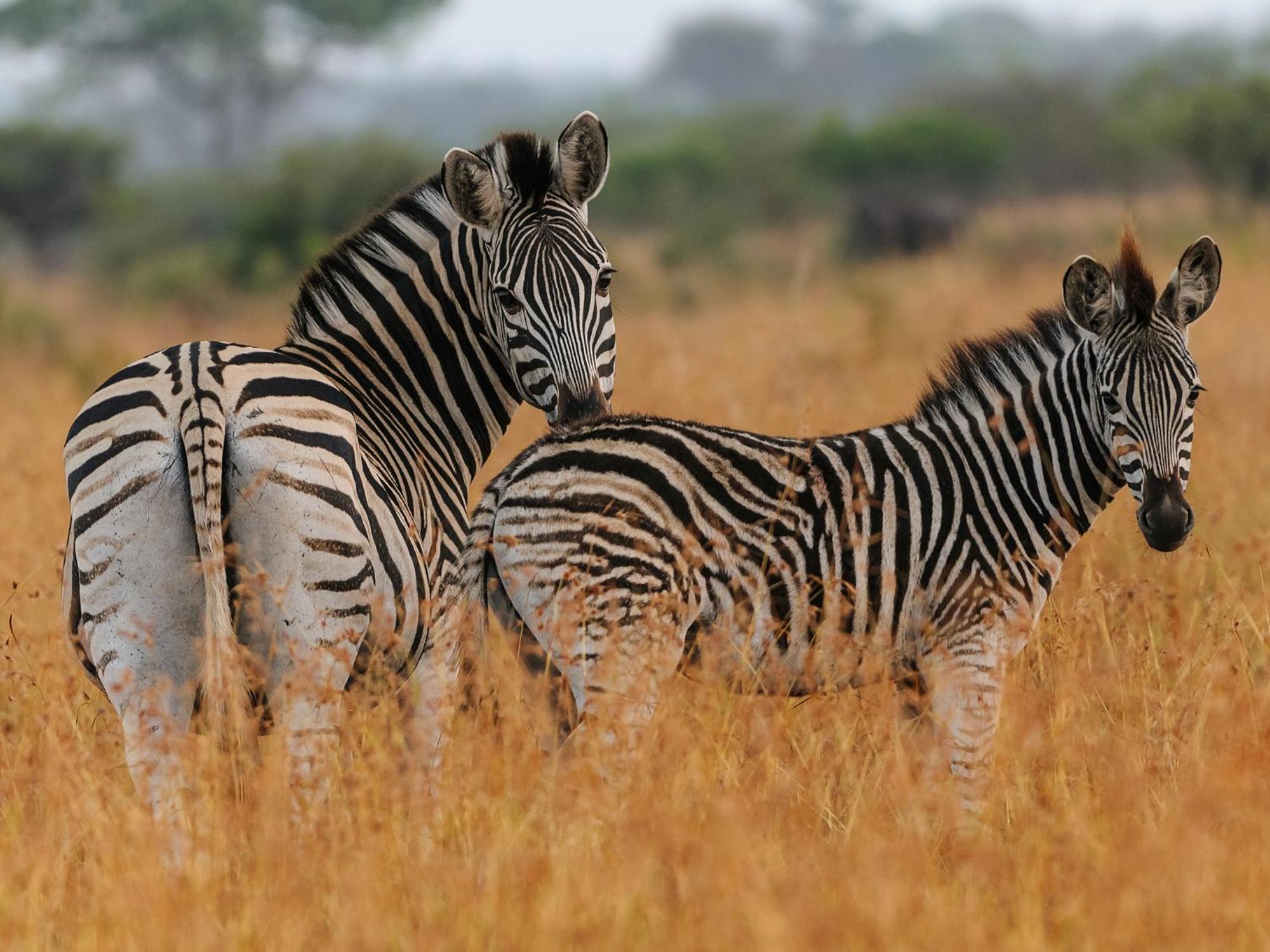 Waterberg Game Park Villa Mokopane Eksteriør billede